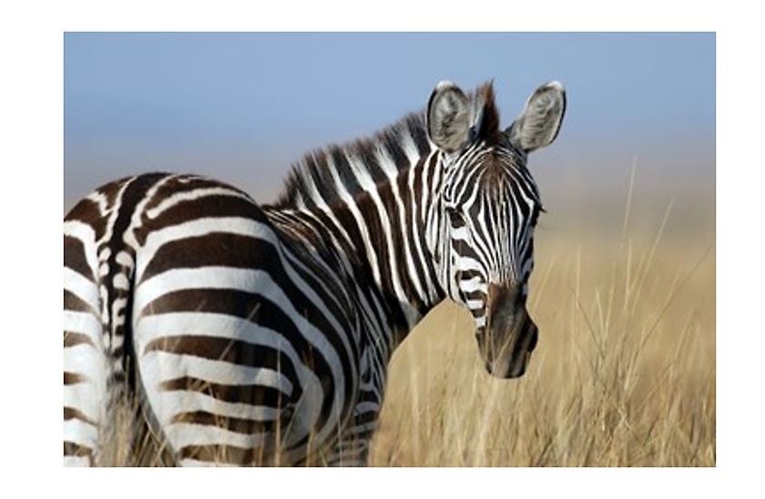 Zebra Zebra